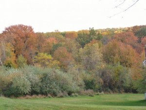 leaves 002 (800x600).jpg