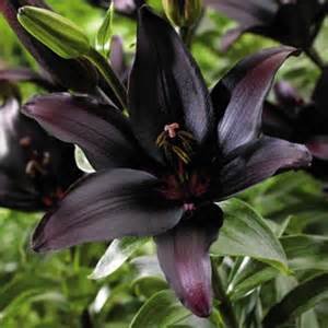 a black lily.jpg