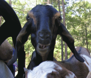 hispot.gif