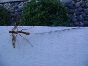 DSC05696.JPG
