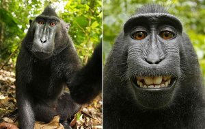 #2 monkey (1).jpg