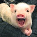 piglet_sing_124.jpg