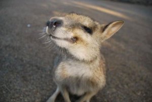 Kangaroo resizes.jpg