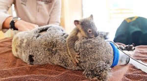 Koala operation.JPG