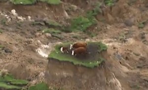 stranded cows.JPG