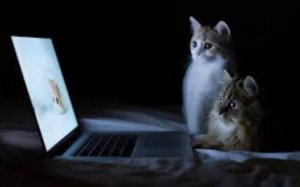 a cats watching laptop.jpg