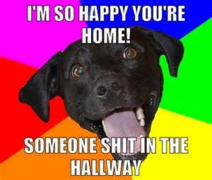 Dumb-dog-meme-570x484.jpg