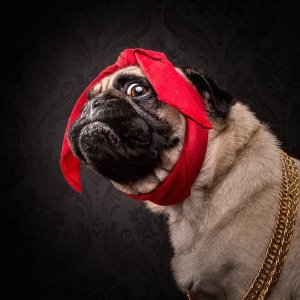 Pug5.jpg
