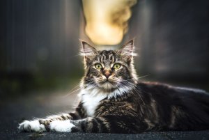 Beautiful-Neighborhood-Cat-Turns-Out-To-Be-A-Great-Meowdel-58298da58b9fc__880.jpg