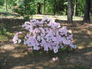 azalea1.jpg