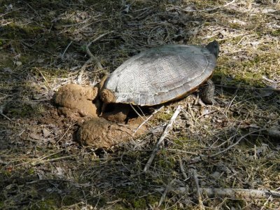 2022-05-29 Painted Turtle laying eggs A.jpg
