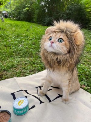 caturday lion annabe.jpg