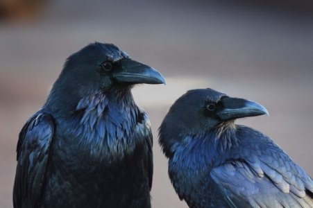 2crows.jpg