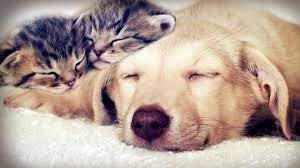 slpgdogcat.jpg