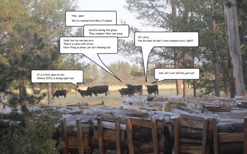 cows in the meadow smaller.jpg