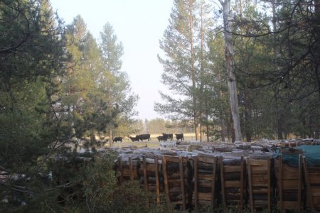 cows.JPG