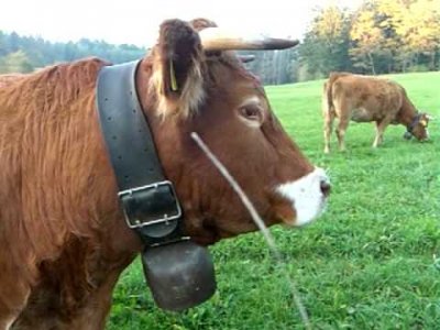 Cow bells.1.jpg