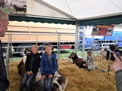 Cattle seat.1.JPG