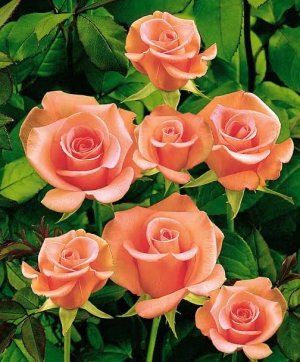 roses flor 4 fb.jpg