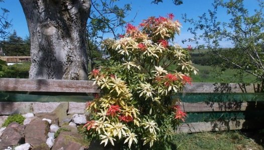 pieris.jpg pieris.jpg