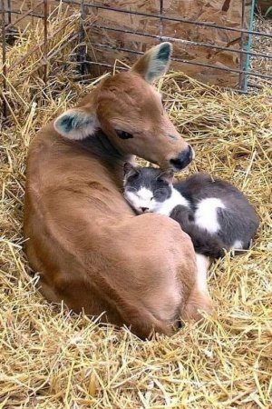 animalfriends060122.jpg