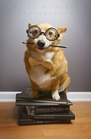 Welcome to my class! - Animals.jpeg
