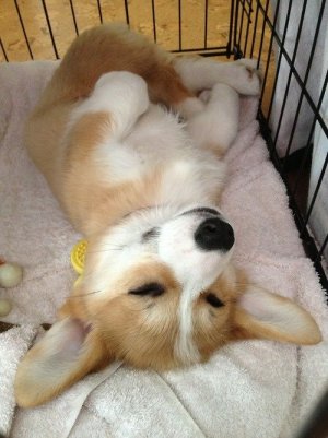 Sleepy corgi.jpeg