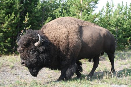 Big Bison.jpg