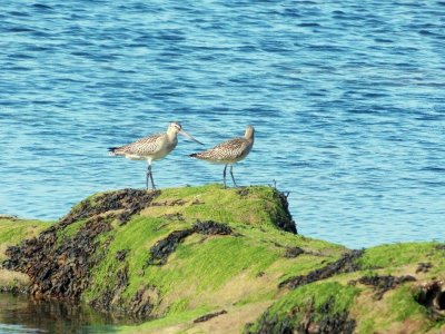 godwits.jpg