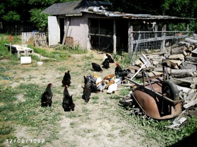 chickens 4-2012 005.jpg