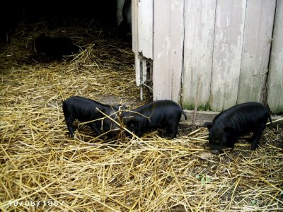 animals 5-2-2012 001.jpg