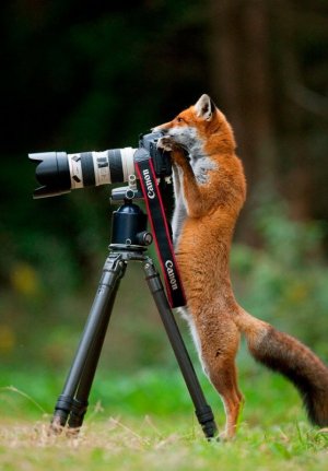 wildlife photographers 5.jpg