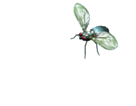 Bug+11-3168371625.gif