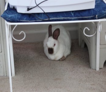 bunny_vanity_crp.JPG
