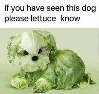 lettuce dog.jpg