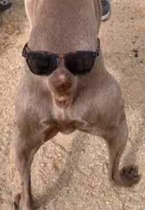 dog.jpg