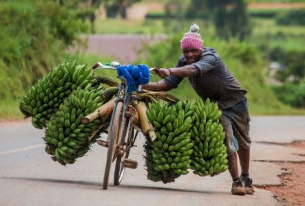lots-o-bananas.jpg