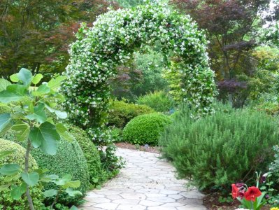 jasmine arch 2.jpg