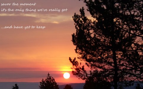 morning glory 100.jpg morning glory 100.jpg