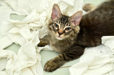 cat tp 2.jpg
