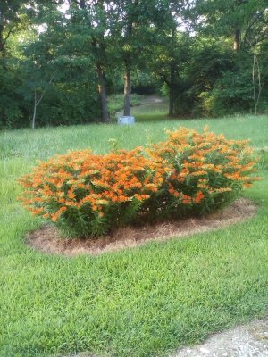 2020-06-19 Orange Glory plants (1).jpg