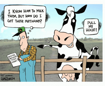 cow fart.gif cow fart.gif