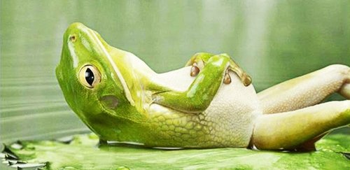 frog-Relax.jpg