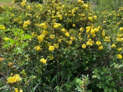 roses.jpg