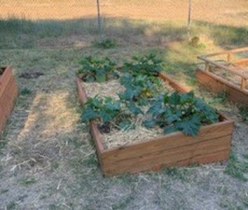 garden.jpg