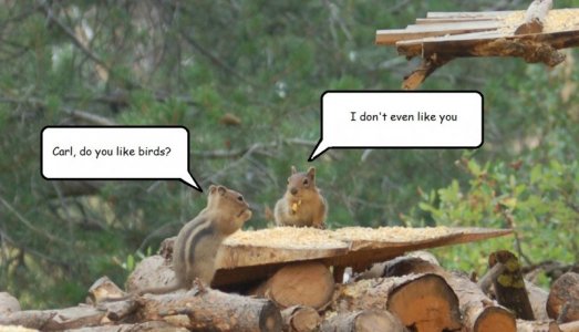 do you like birds 3.jpg do you like birds 3.jpg