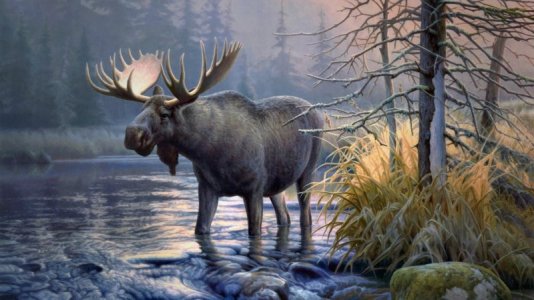 elk-animals-moose.jpg