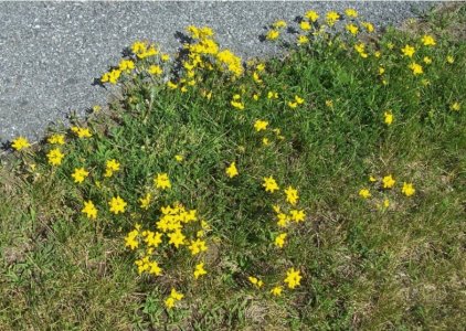 yellow flowers1.jpg