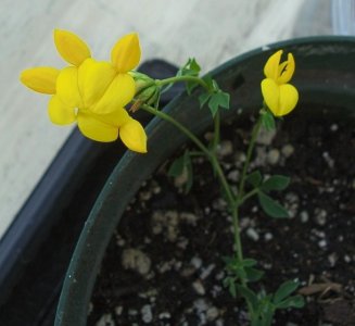 yellow flowers3.jpg