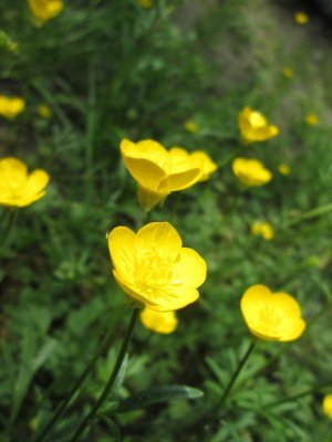 buttercup.jpg
